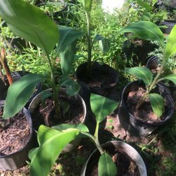 Plantas De Platano