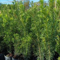 Podocarpus Plants 3gl $8🏡