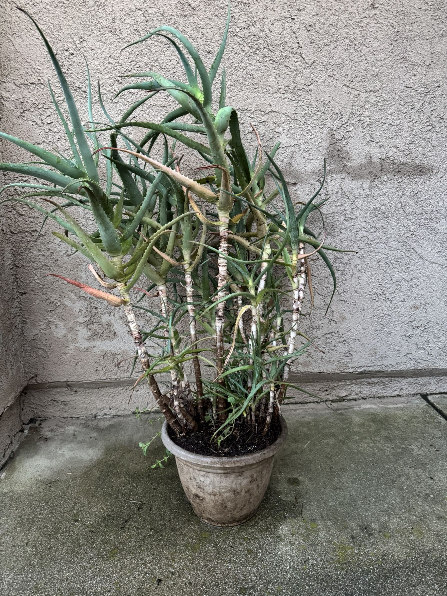 Aloe Vera Orange Flowers Plant In Pot Suculent Oregano
