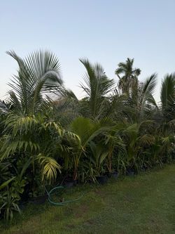 Coconut tree