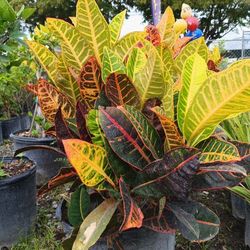 Croton Petra 7gl $18🧡🌿🏡
