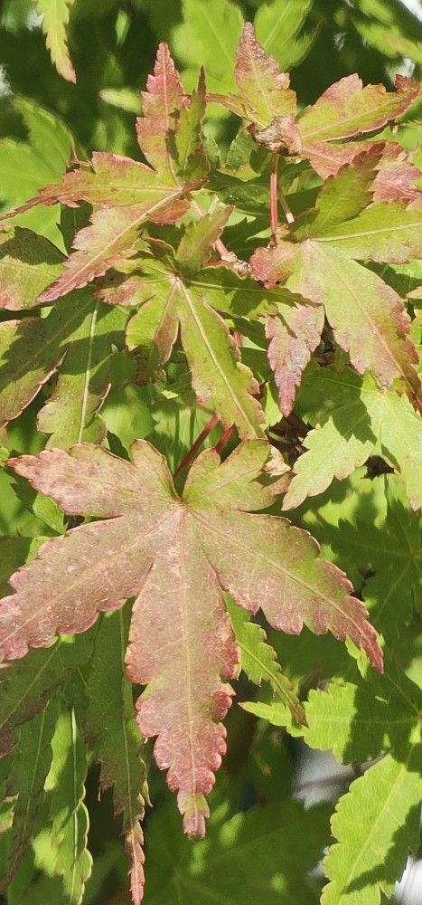5-6 'Green JAPANESE MAPLE WITH REDDISH TONES