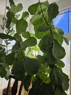10 Ft FIDDLE LEAF