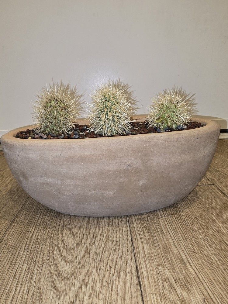 3 Teddy Bear Cholla Cactus In Nice Pot