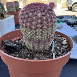 🌵 Rainbow Cactus 🌵 