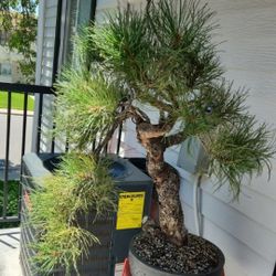 Ponderosa Pine Bonsai Tree for Sale in Aurora, CO - OfferUp