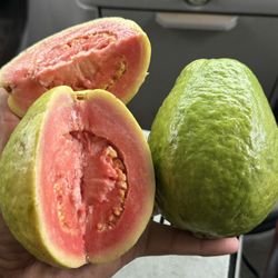 Guava Plants / Guayaba Roja 