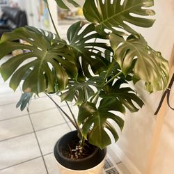 Monstera deliciosa