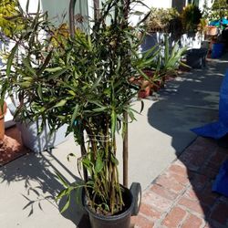 5 feet tall Mexican petunia 5 gallon pot with cluster of deep purple Beautiful flowers VERY EASY TO CARE FOR.. 