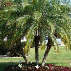 Pygmy Date Palm (Triple Trunk)