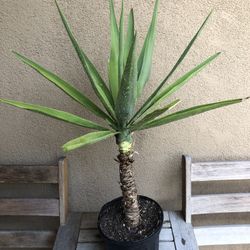 Yucca Palm In 6” Pot