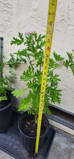 Citronella plant