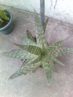Mosaic Aloe