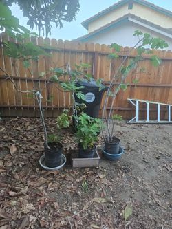 Fig Trees