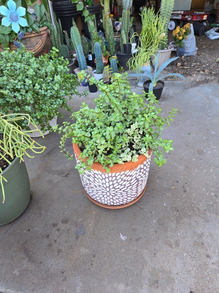 14in Terracotta Pot With 3 Types Of Elephant Food Plants