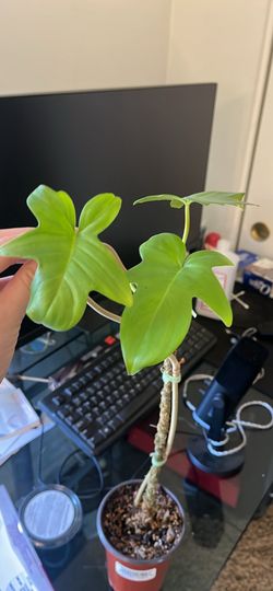 Philodendron Pedatum
