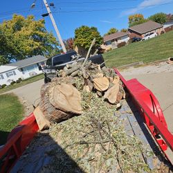 Free Log Dump 
