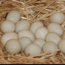 Duck Eggs