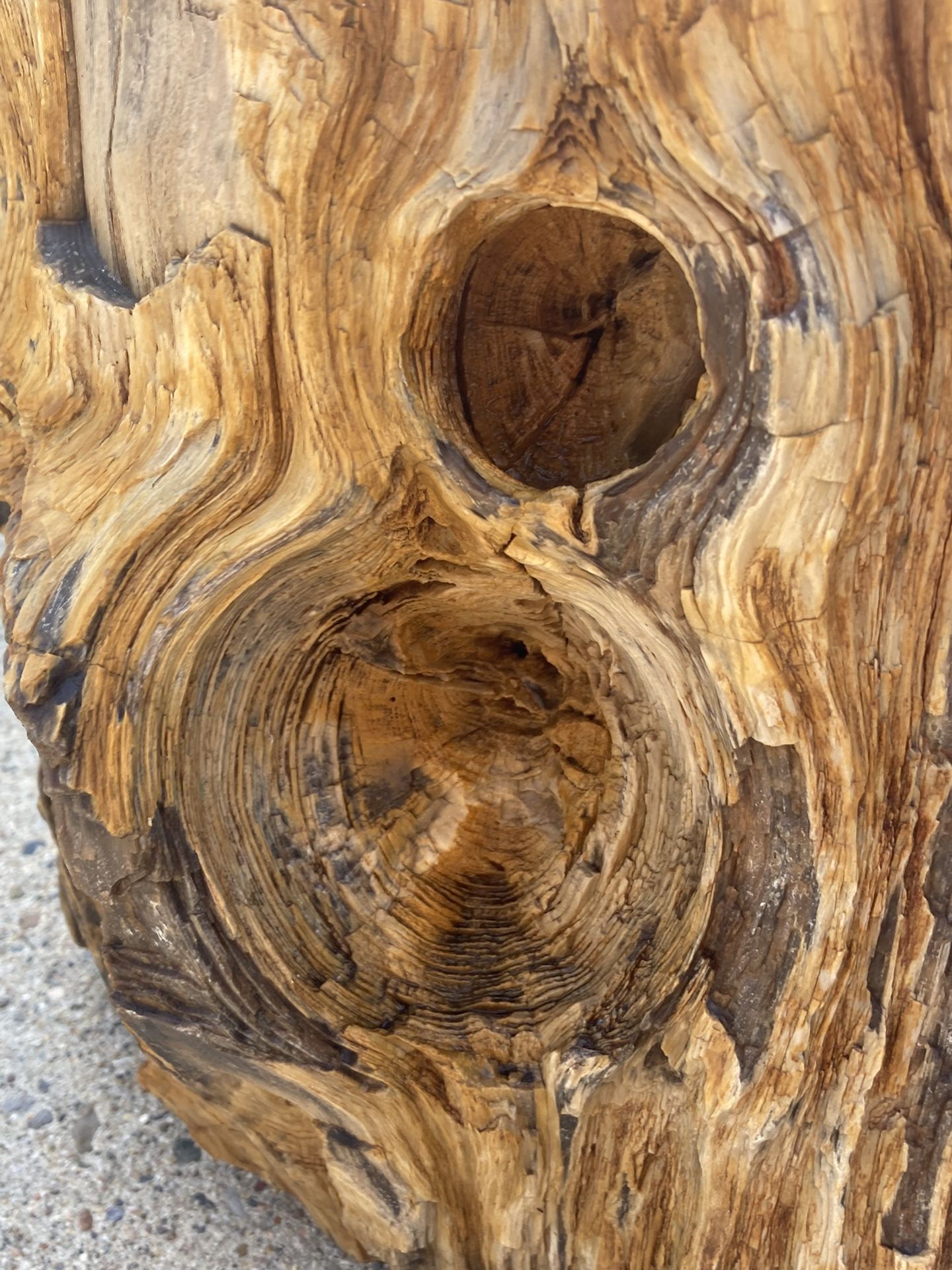 One Of A Kind Petrified Diamond Willow