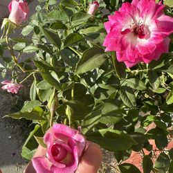 Beautiful Healthy Pink Rose In 15 Gallons Big Pot