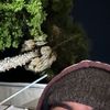 Bug Santos