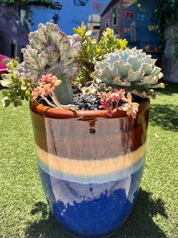 Rare Coral Cactus Succulent Arrangement – Frilly Echeveria in Blue Ceramic Planter