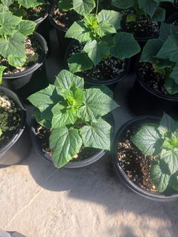 Quick snack cucumber/ peppino chico plant