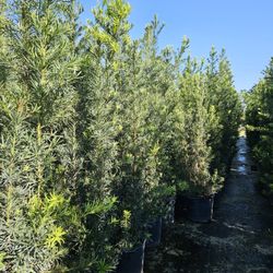 huge Podocarpus Over 7 to 8, clusias 6 feet tall feet tall june sale $65 10+ Instant Privacy Hedge For Fence 