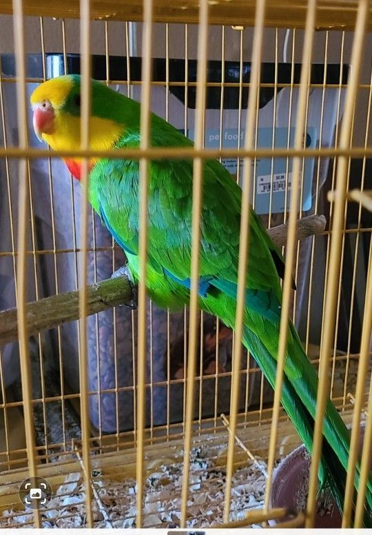 Bird Cage need to Get Rid Of It