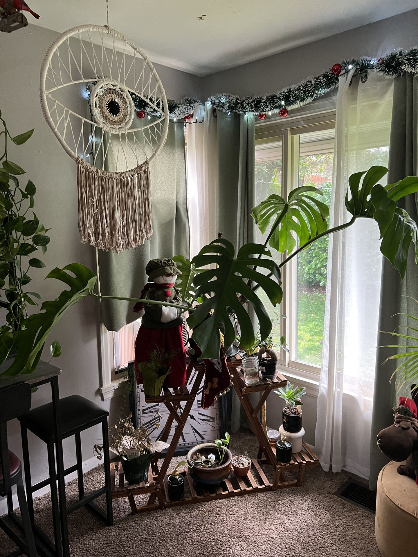 Beautiful Plant Monstera Deliciosa ( Ceriman)