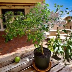 Pending*This Ad Is Up Still Available*Beautiful 5.5ft Citrus 🍋 Lemon Tree