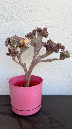 MASTERPIECE CRESTED SUNBURST AEONIUM SPECIMEN BONSAI — A LIVING SCULPTURE, ONLY 1!