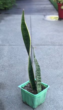 $6 Snake Plant in Small Pot