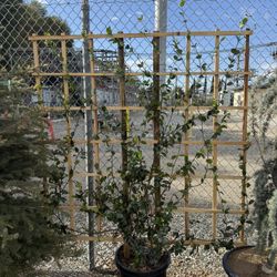 Star Jasmine Trellis