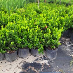 IXORAS PLANTS 3GALLONS 