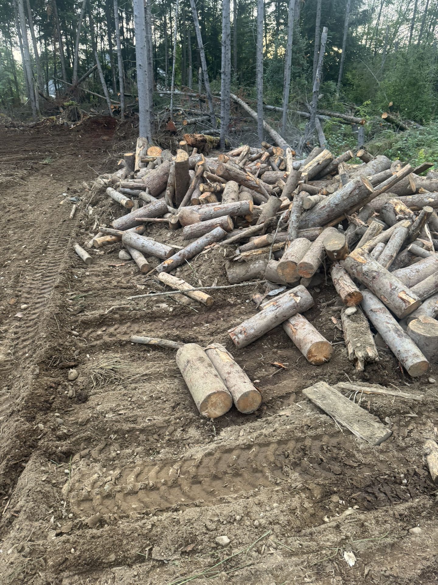 Fire Wood Free