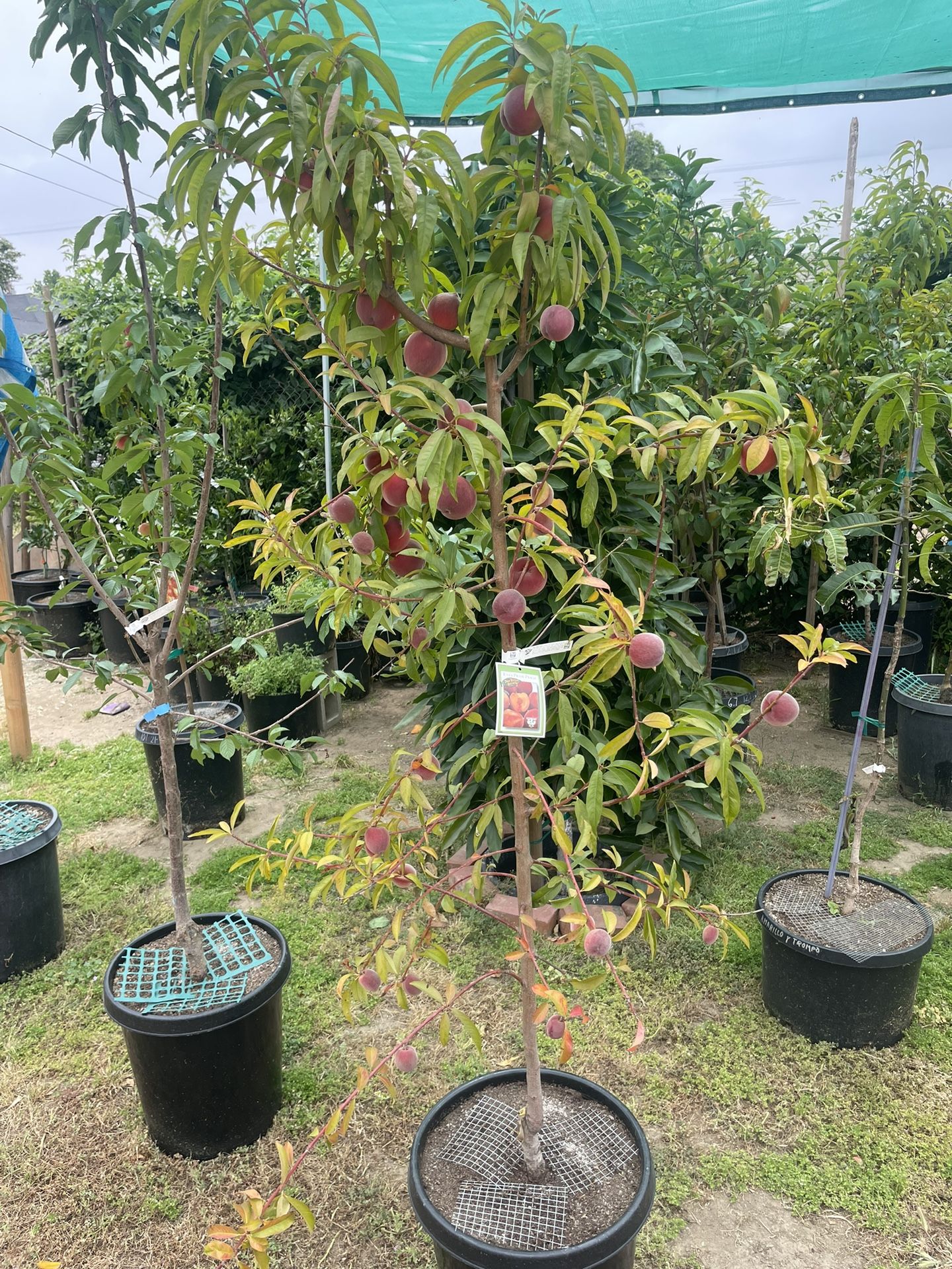 Eva Pride Peach Tree