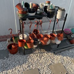Assorted Hanging Pot Plant 