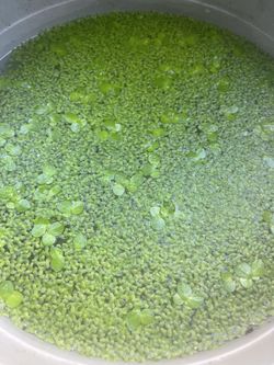 duckweed $2