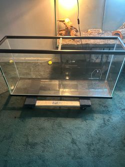55 gallon fish tank set up