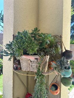 Assorted Succulent Plants