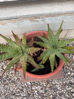 Aloe Vera plant