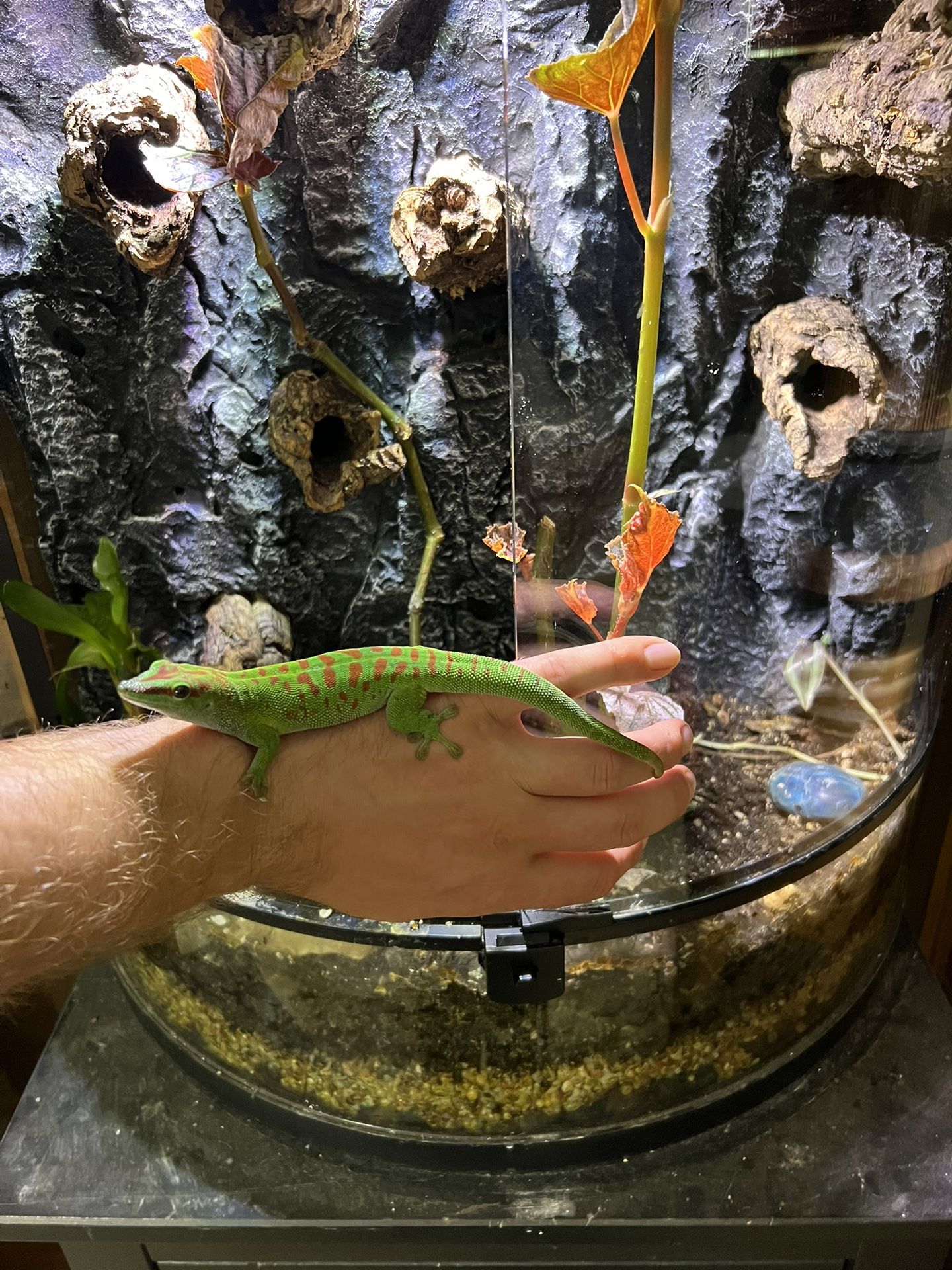 Daygecko And Tank