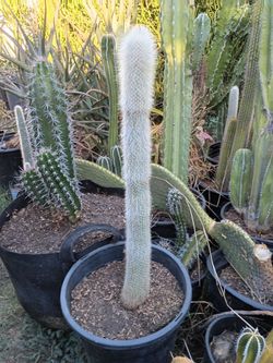 Silver torch cactus plant