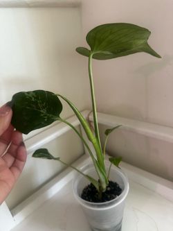 Monstera Bulbasaur