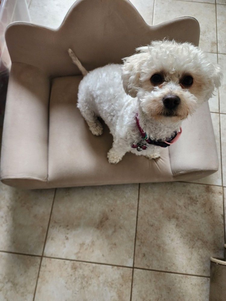 Pet Couch Dog Not Included