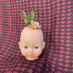Local Artist Baby Head Succulent