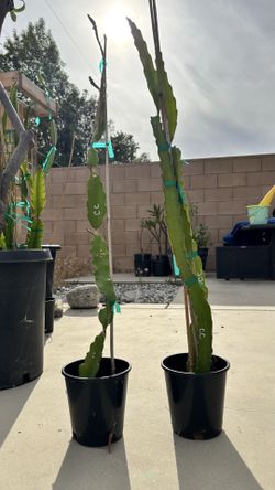 Dragon Fruit Cuttings (Cosmic Charlie)