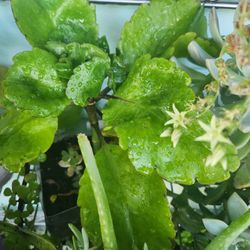 Ceramic Succulent Arrangements 