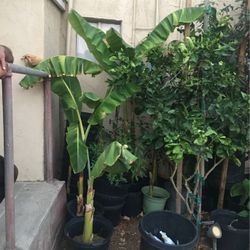 Banana Trees $25